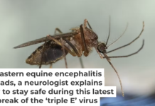 The “black-legged” or “black-tailed” mosquito is known for infecting humans with the EEE virus. The Connecticut Agricultural Experiment Station
